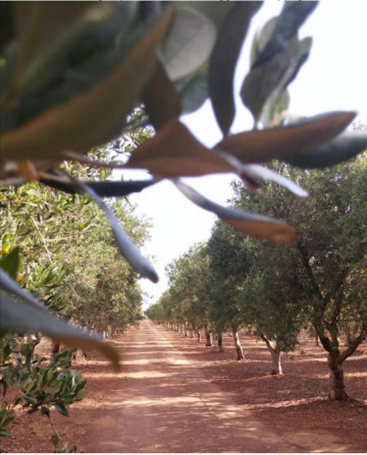 Room In Bb - Stunning Quadruple Room In Ancient Masseria Near The Sea In A Quiet Olive Trees Ostuni Exterior foto